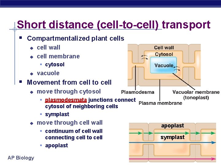 Short distance (cell-to-cell) transport § Compartmentalized plant cells u u cell wall cell membrane