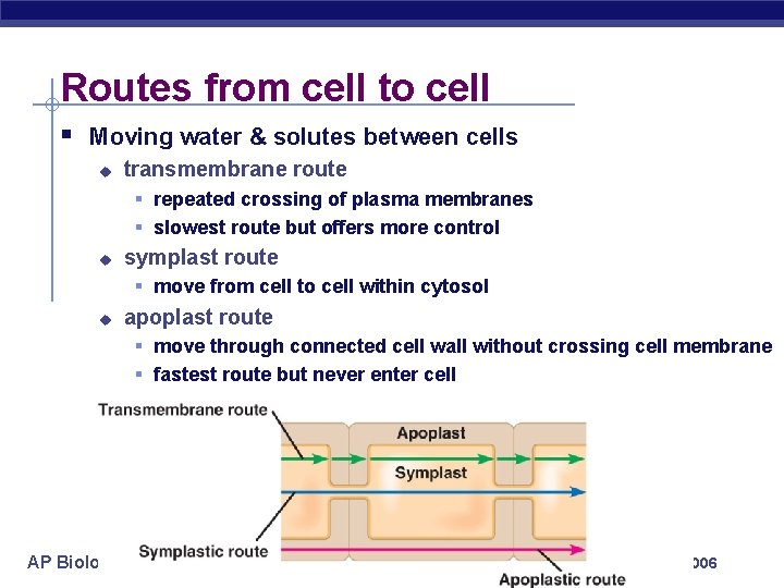 Routes from cell to cell § Moving water & solutes between cells u transmembrane