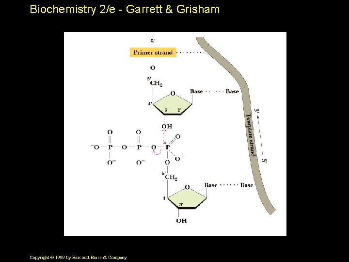 Biochemistry 2/e - Garrett & Grisham Copyright © 1999 by Harcourt Brace & Company