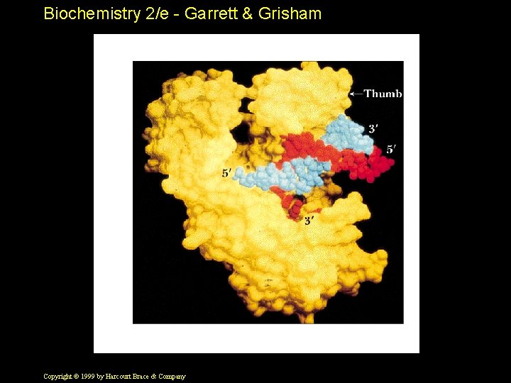 Biochemistry 2/e - Garrett & Grisham Copyright © 1999 by Harcourt Brace & Company