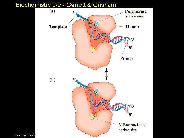 Biochemistry 2/e - Garrett & Grisham Copyright © 1999 by Harcourt Brace & Company