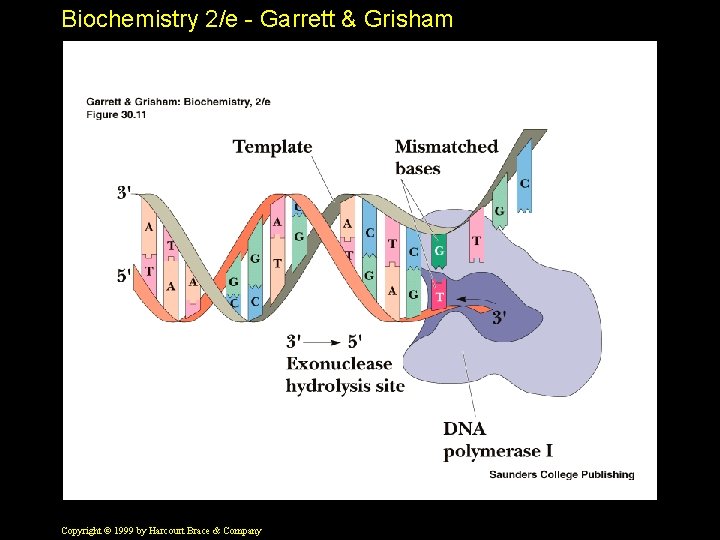 Biochemistry 2/e - Garrett & Grisham Copyright © 1999 by Harcourt Brace & Company