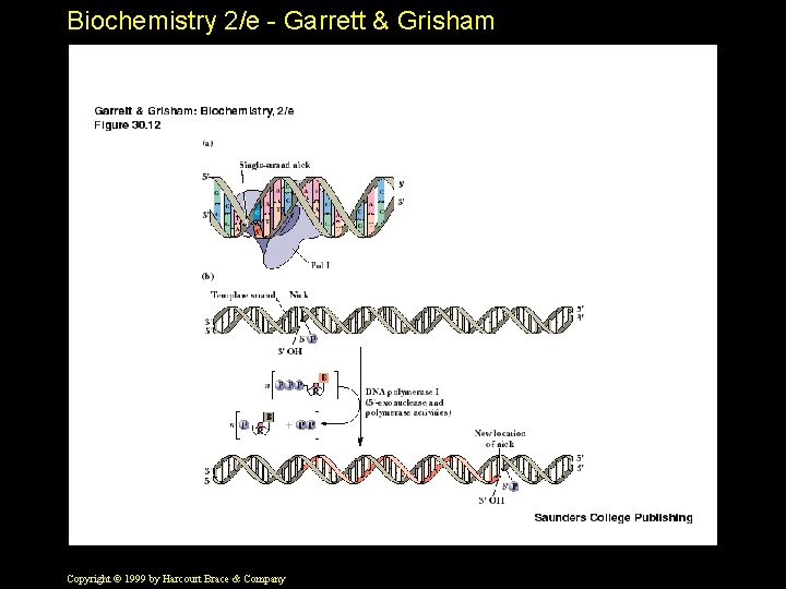 Biochemistry 2/e - Garrett & Grisham Copyright © 1999 by Harcourt Brace & Company