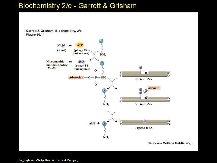 Biochemistry 2/e - Garrett & Grisham Copyright © 1999 by Harcourt Brace & Company