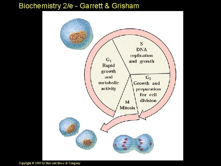 Biochemistry 2/e - Garrett & Grisham Copyright © 1999 by Harcourt Brace & Company