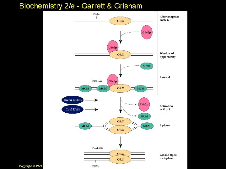 Biochemistry 2/e - Garrett & Grisham Copyright © 1999 by Harcourt Brace & Company