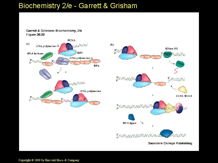 Biochemistry 2/e - Garrett & Grisham Copyright © 1999 by Harcourt Brace & Company