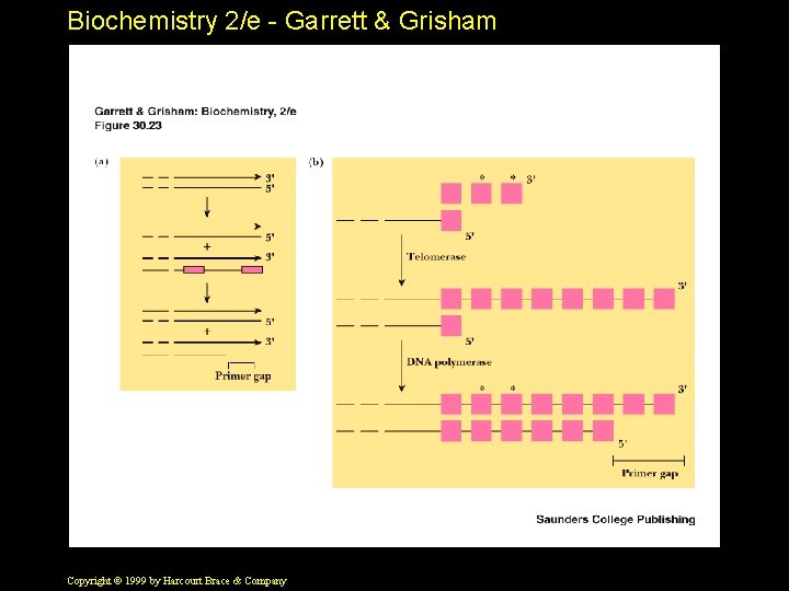 Biochemistry 2/e - Garrett & Grisham Copyright © 1999 by Harcourt Brace & Company