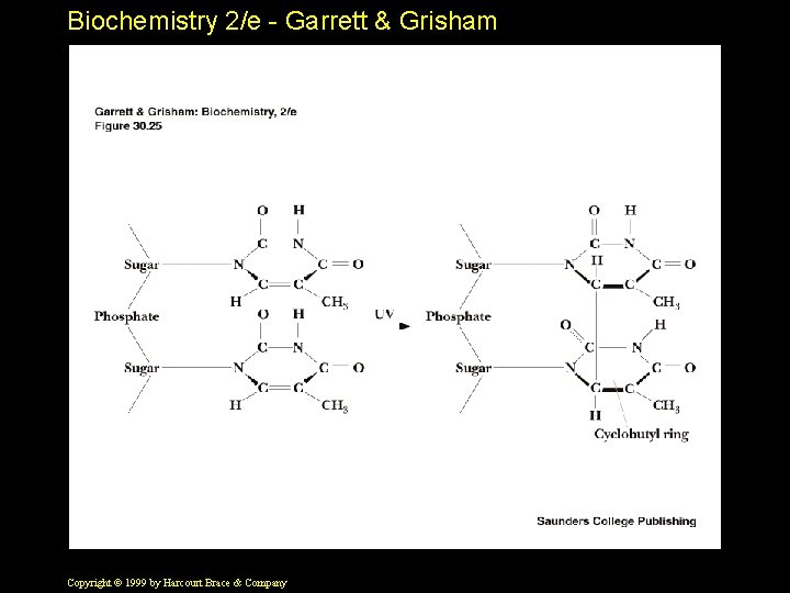 Biochemistry 2/e - Garrett & Grisham Copyright © 1999 by Harcourt Brace & Company