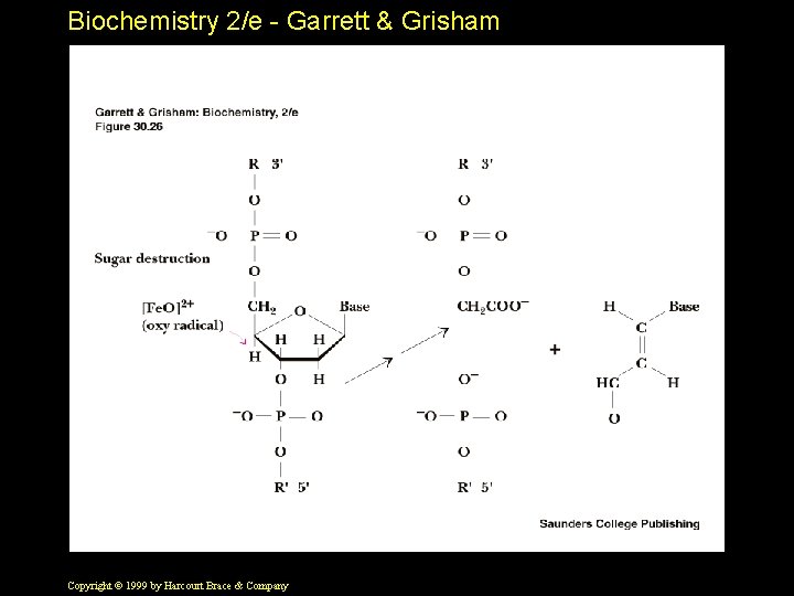 Biochemistry 2/e - Garrett & Grisham Copyright © 1999 by Harcourt Brace & Company