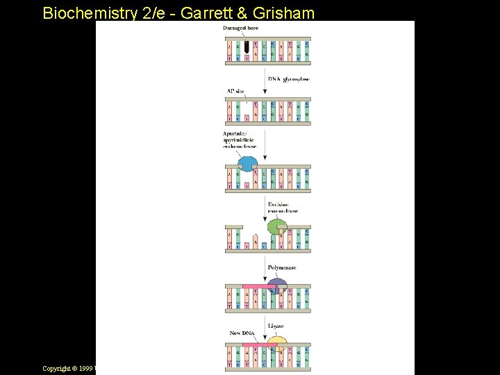 Biochemistry 2/e - Garrett & Grisham Copyright © 1999 by Harcourt Brace & Company