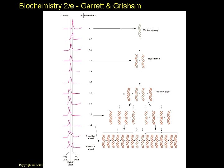 Biochemistry 2/e - Garrett & Grisham Copyright © 1999 by Harcourt Brace & Company