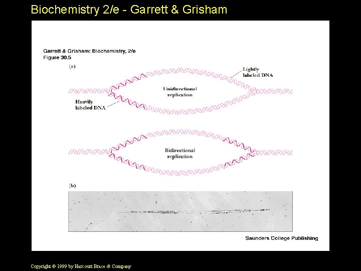 Biochemistry 2/e - Garrett & Grisham Copyright © 1999 by Harcourt Brace & Company