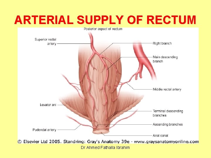 ARTERIAL SUPPLY OF RECTUM Dr Ahmed Fathalla Ibrahim 