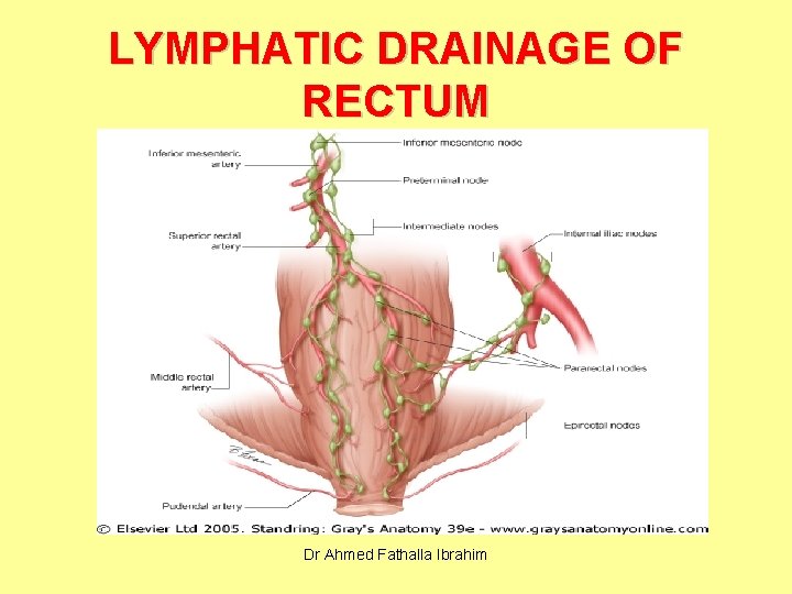 LYMPHATIC DRAINAGE OF RECTUM Dr Ahmed Fathalla Ibrahim 