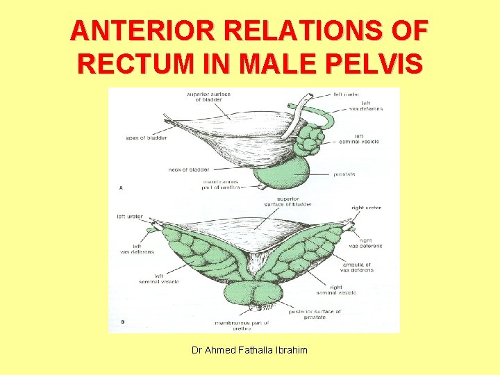 ANTERIOR RELATIONS OF RECTUM IN MALE PELVIS Dr Ahmed Fathalla Ibrahim 