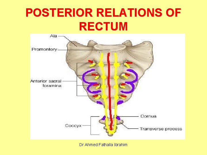 POSTERIOR RELATIONS OF RECTUM Dr Ahmed Fathalla Ibrahim 