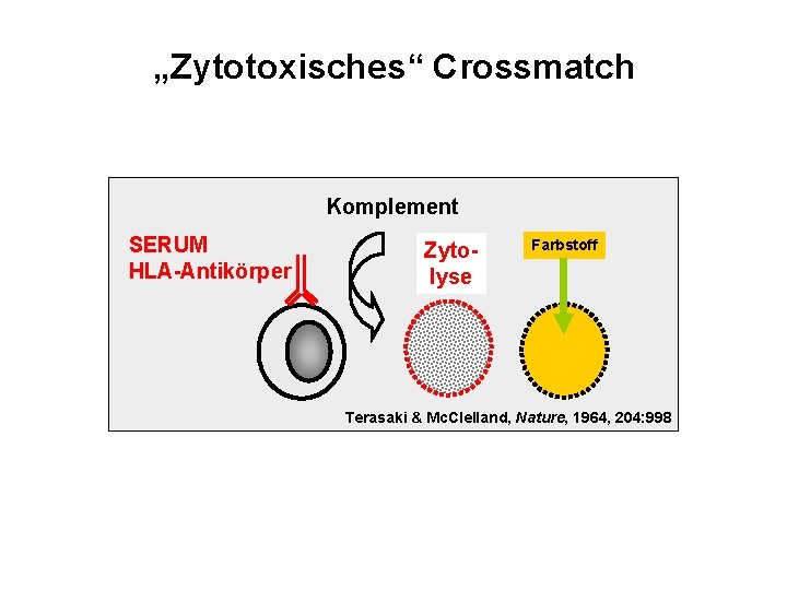 „Zytotoxisches“ Crossmatch Komplement SERUM HLA-Antikörper Zytolyse Farbstoff Terasaki & Mc. Clelland, Nature, 1964, 204: