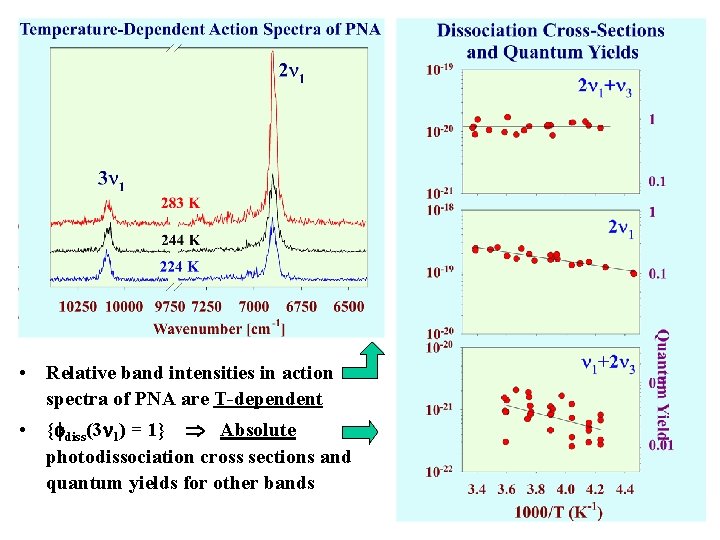  • Relative band intensities in action spectra of PNA are T-dependent • {