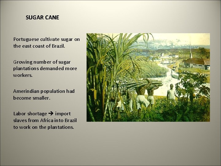 SUGAR CANE Portuguese cultivate sugar on the east coast of Brazil. Growing number of