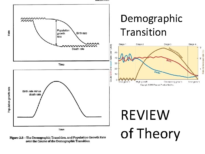 Demographic Transition REVIEW of Theory 