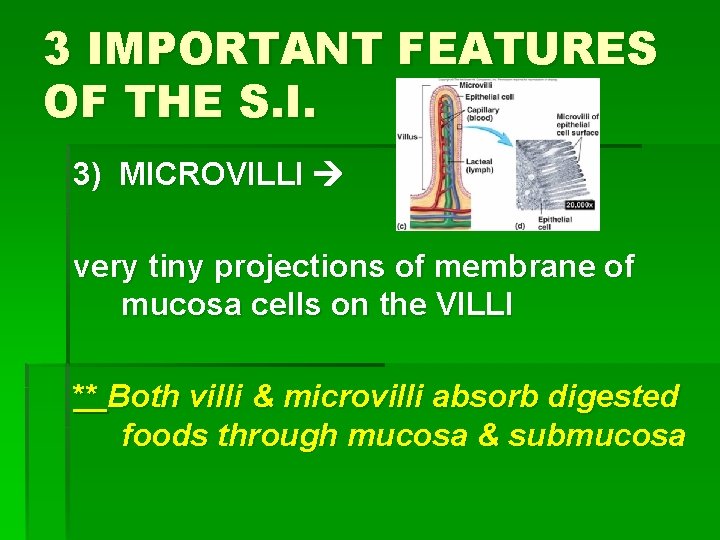 3 IMPORTANT FEATURES OF THE S. I. 3) MICROVILLI very tiny projections of membrane