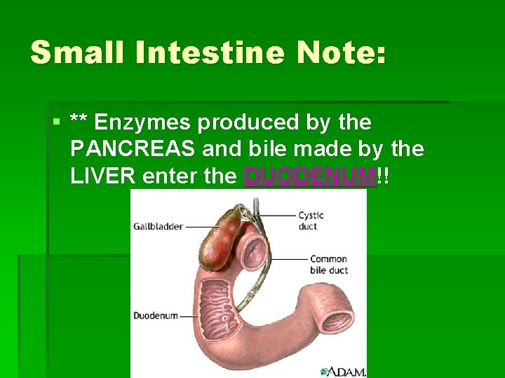 Small Intestine Note: § ** Enzymes produced by the PANCREAS and bile made by