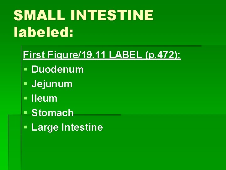 SMALL INTESTINE labeled: First Figure/19. 11 LABEL (p. 472): § Duodenum § Jejunum §