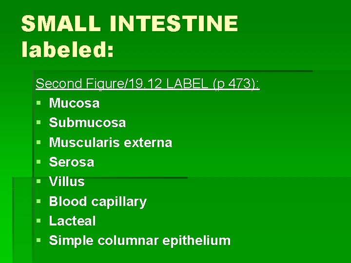 SMALL INTESTINE labeled: Second Figure/19. 12 LABEL (p 473): § Mucosa § Submucosa §