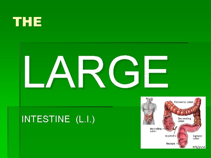 THE LARGE INTESTINE (L. I. ) 