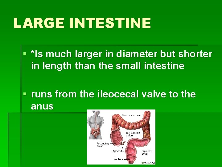 LARGE INTESTINE § *Is much larger in diameter but shorter in length than the