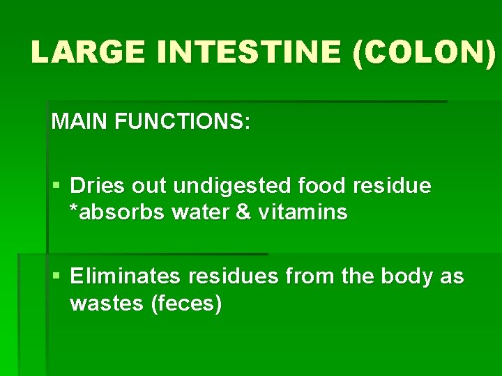 LARGE INTESTINE (COLON) MAIN FUNCTIONS: § Dries out undigested food residue *absorbs water &