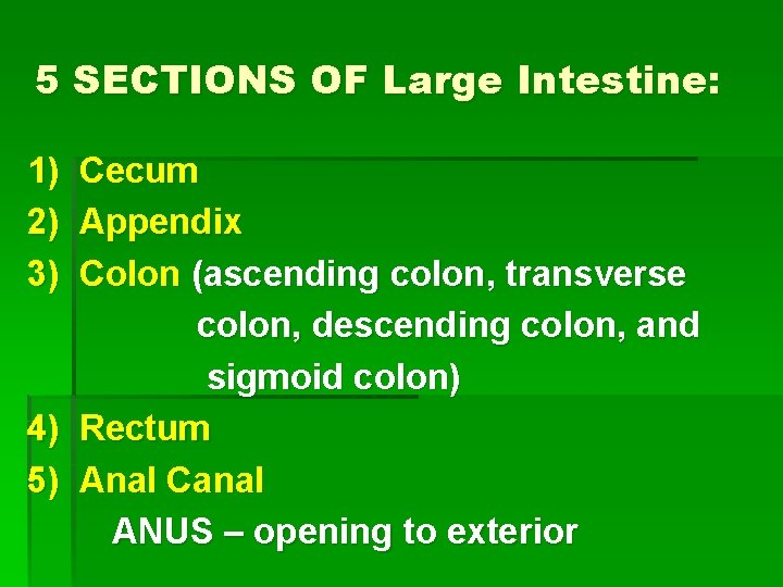 5 SECTIONS OF Large Intestine: 1) 2) 3) Cecum Appendix Colon (ascending colon, transverse