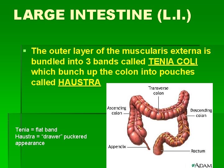 LARGE INTESTINE (L. I. ) § The outer layer of the muscularis externa is