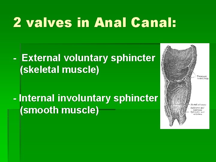 2 valves in Anal Canal: - External voluntary sphincter (skeletal muscle) - Internal involuntary