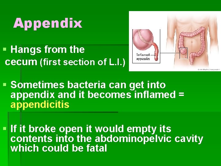 Appendix § Hangs from the cecum (first section of L. I. ) § Sometimes
