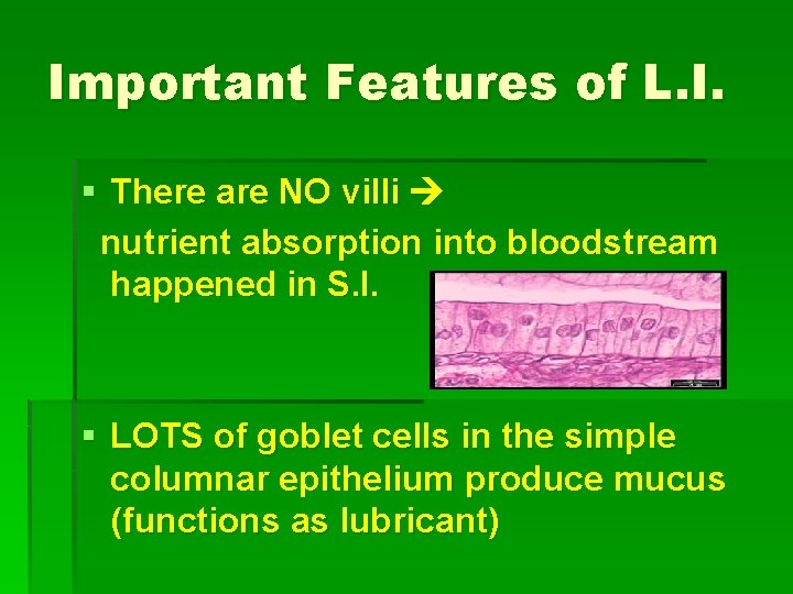 Important Features of L. I. § There are NO villi nutrient absorption into bloodstream