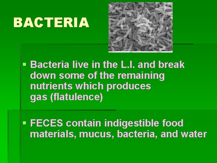 BACTERIA § Bacteria live in the L. I. and break down some of the