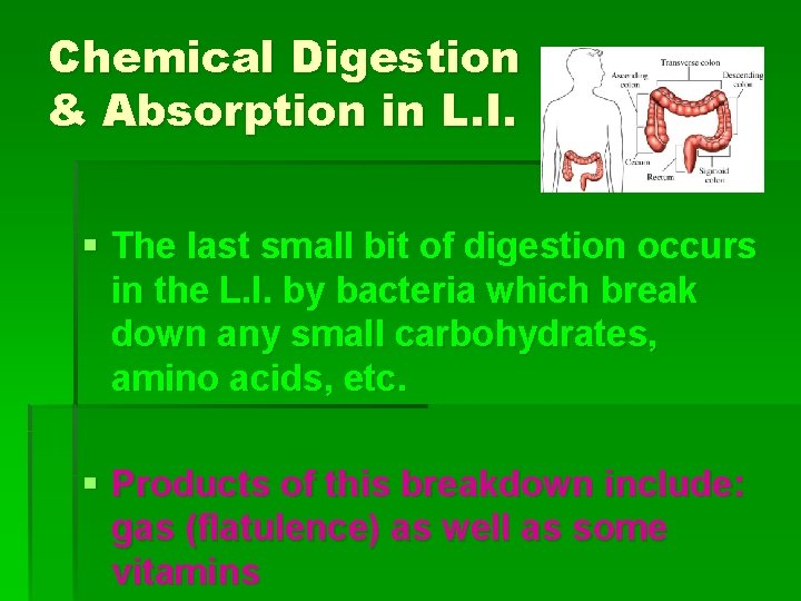 Chemical Digestion & Absorption in L. I. § The last small bit of digestion