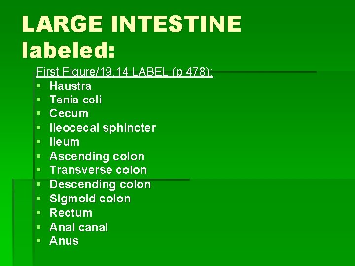 LARGE INTESTINE labeled: First Figure/19. 14 LABEL (p 478): § Haustra § Tenia coli