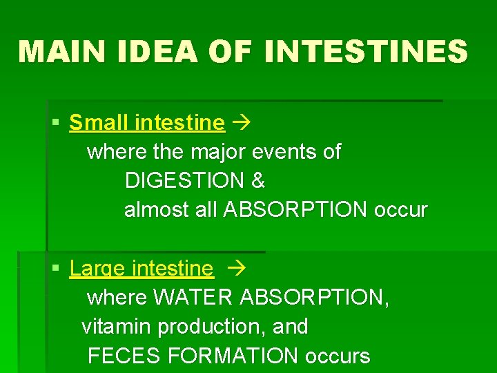 MAIN IDEA OF INTESTINES § Small intestine where the major events of DIGESTION &