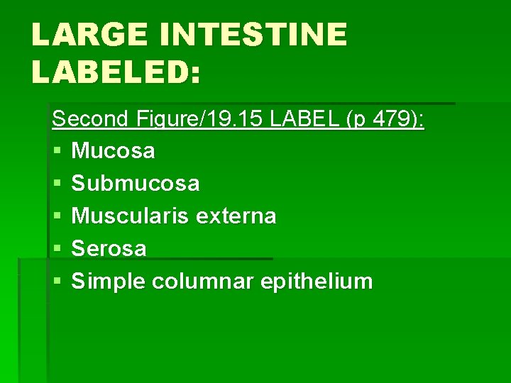 LARGE INTESTINE LABELED: Second Figure/19. 15 LABEL (p 479): § Mucosa § Submucosa §