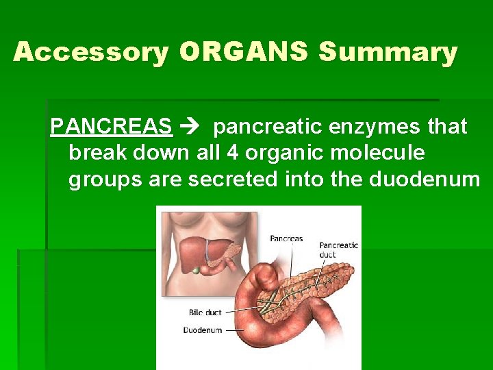 Accessory ORGANS Summary PANCREAS pancreatic enzymes that break down all 4 organic molecule groups