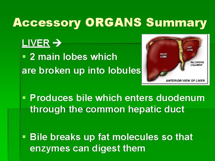 Accessory ORGANS Summary LIVER § 2 main lobes which are broken up into lobules