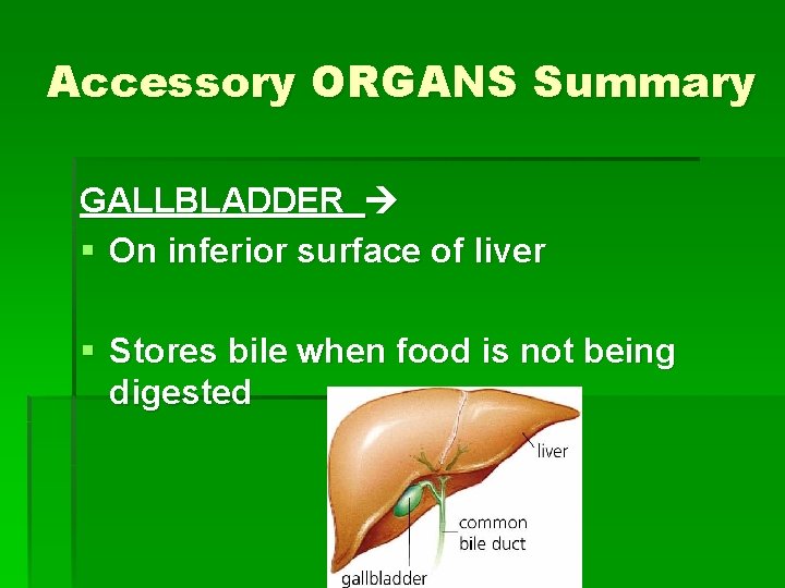 Accessory ORGANS Summary GALLBLADDER § On inferior surface of liver § Stores bile when