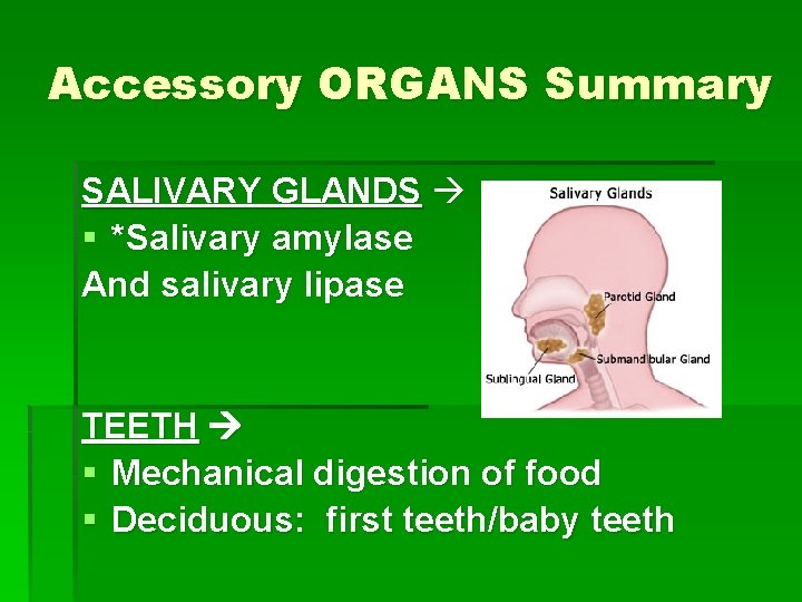 Accessory ORGANS Summary SALIVARY GLANDS § *Salivary amylase And salivary lipase TEETH § Mechanical