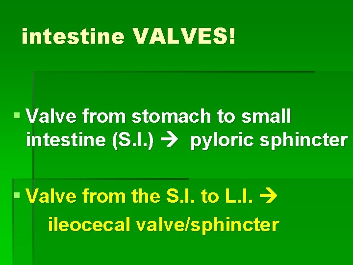 intestine VALVES! § Valve from stomach to small intestine (S. I. ) pyloric sphincter