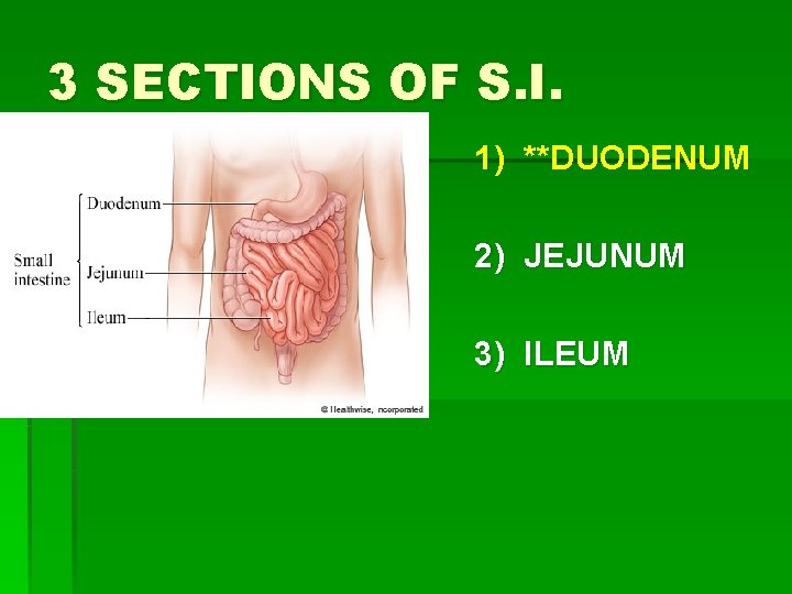 3 SECTIONS OF S. I. 1) **DUODENUM 2) JEJUNUM 3) ILEUM 