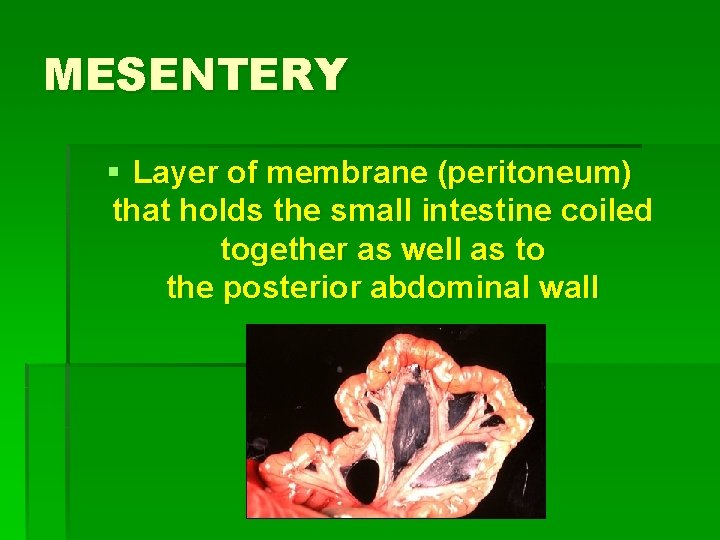 MESENTERY § Layer of membrane (peritoneum) that holds the small intestine coiled together as