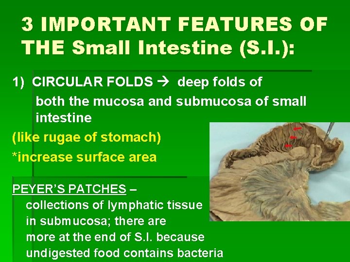 3 IMPORTANT FEATURES OF THE Small Intestine (S. I. ): 1) CIRCULAR FOLDS deep